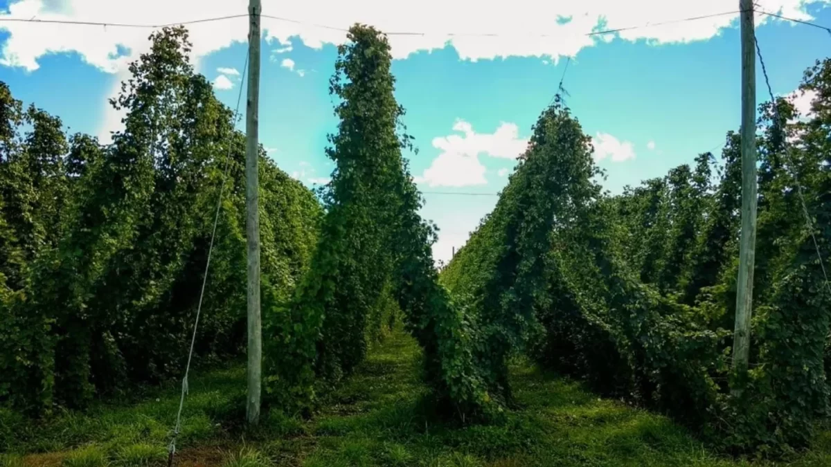 En la Comarca Andina de Río Negro y Chubut, en Argentina, el cultivo de lúpulo está en auge