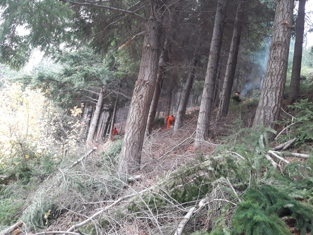 Esquel intensifica tareas de poda y raleo