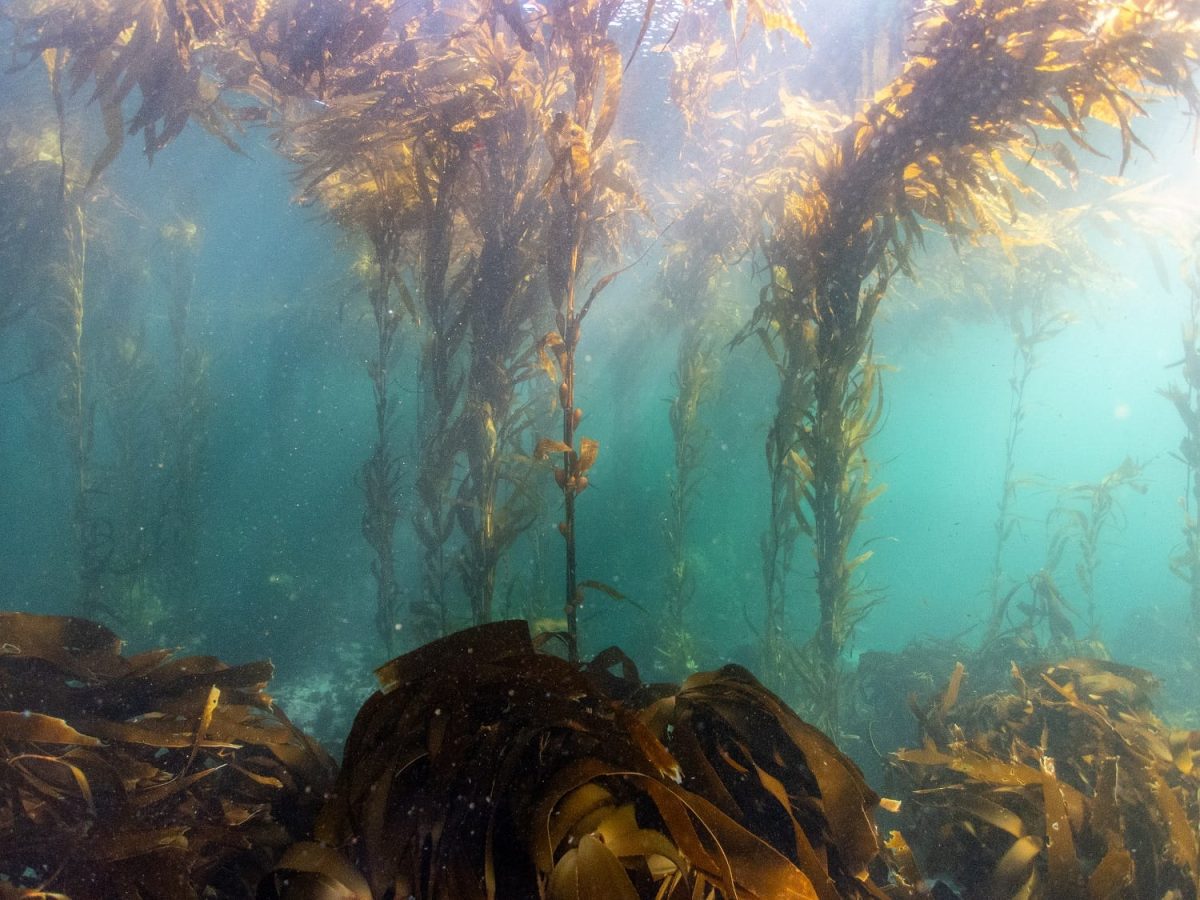 alga cachiyuyo bosque chubut