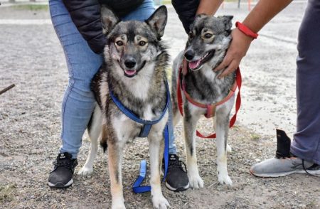 Trelew avanza en un Registro de Hogares de tránsito para animales judicializados