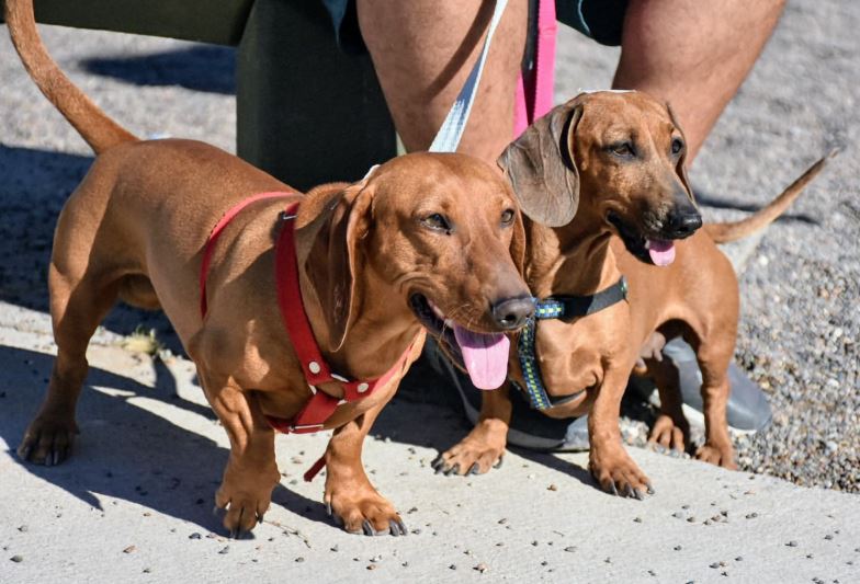 Trelew avanza en un Registro de Hogares de tránsito para animales
