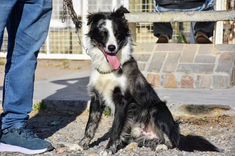 avanza en un Registro de Hogares de tránsito para animales judicializados - Trelew