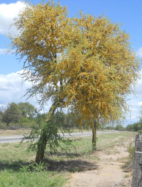 beneficios - árbol