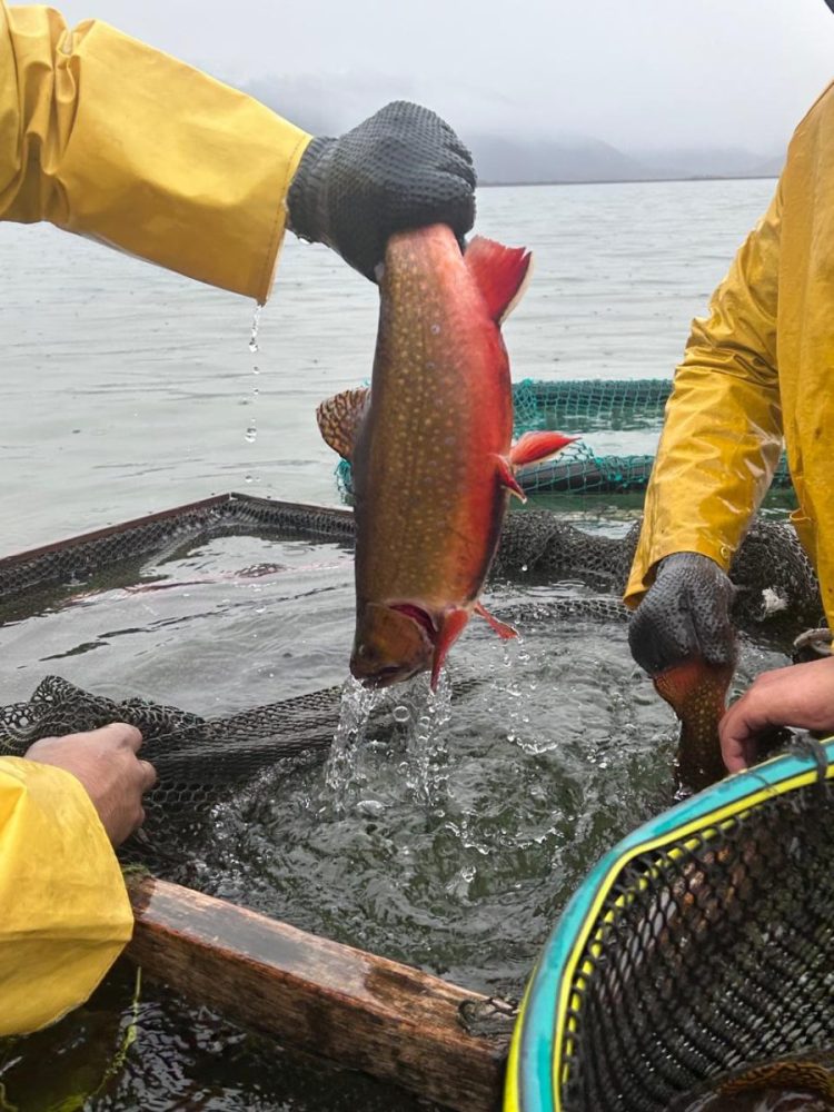 campaña de desove en Lago Engaño