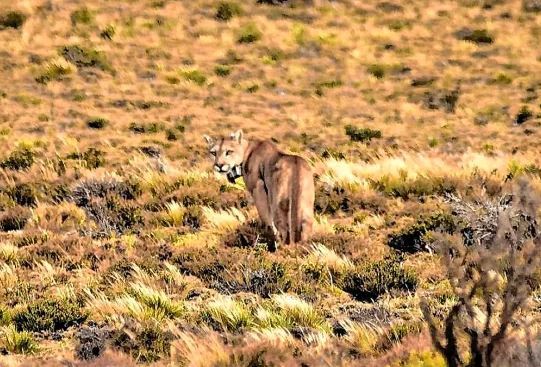 puma patagonica