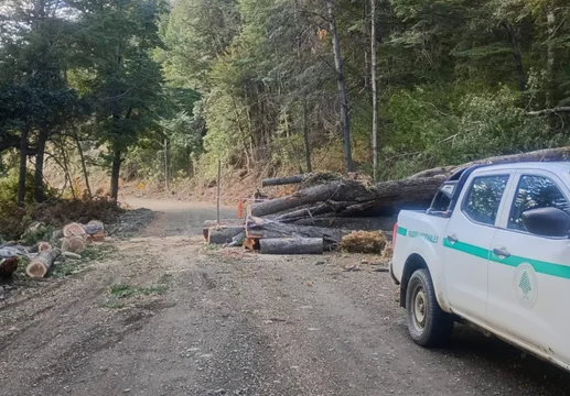 Un árbol cayó sobre la Ruta 71 en el Parque Los Alerces
