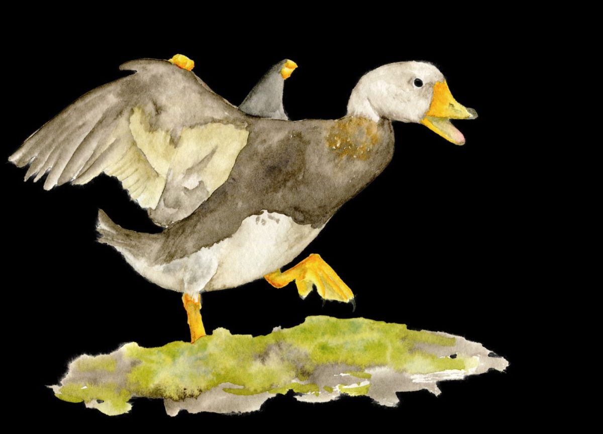  pato vapor