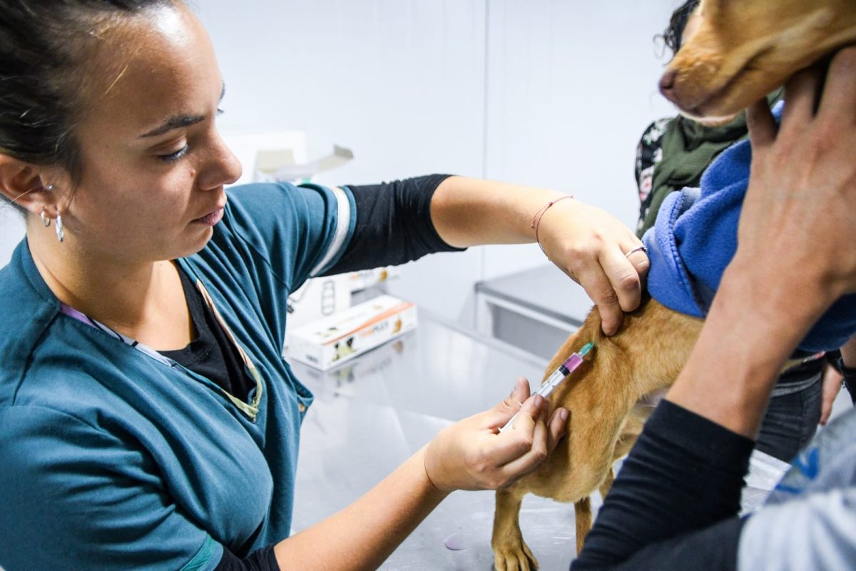 campañas gratuitas para perros y gatos