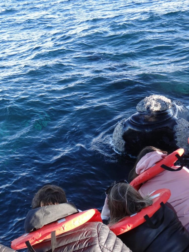 Puerto Madryn temporada de ballenas