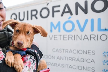 Perros y gatos