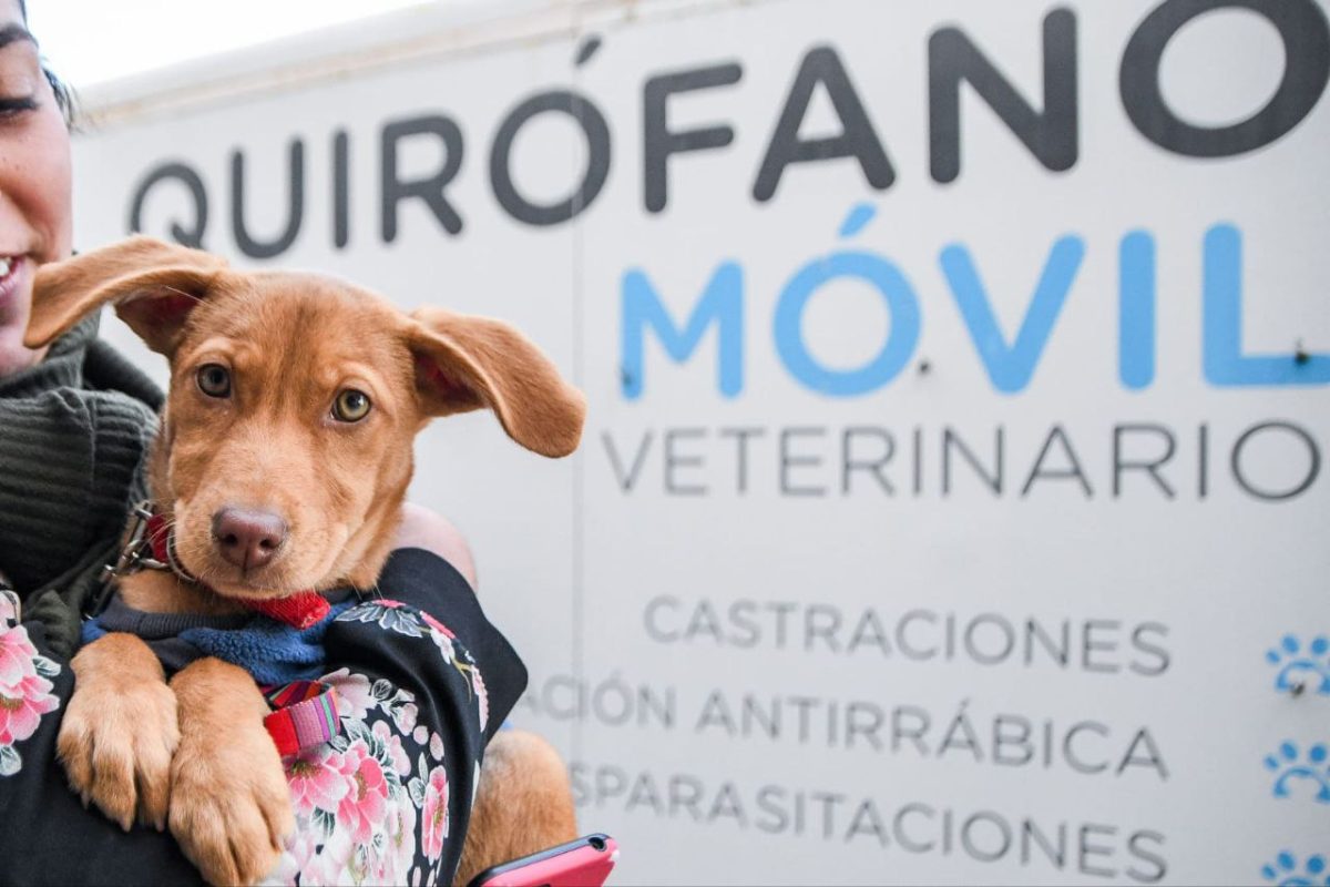 Perros y gatos
