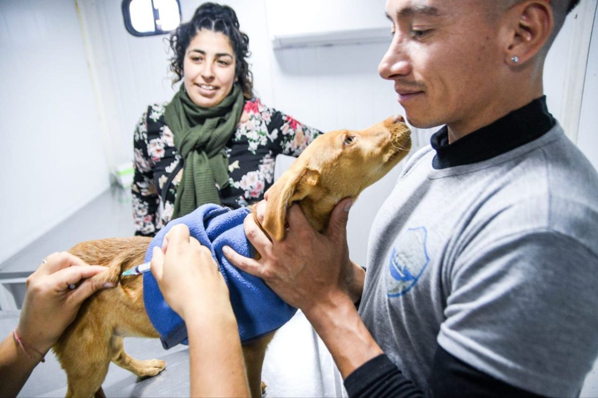 Perros y gatos