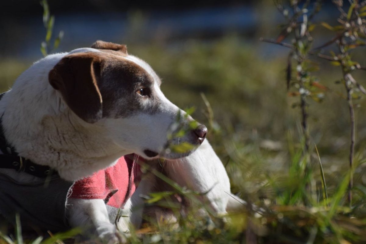 Campaña de adopción