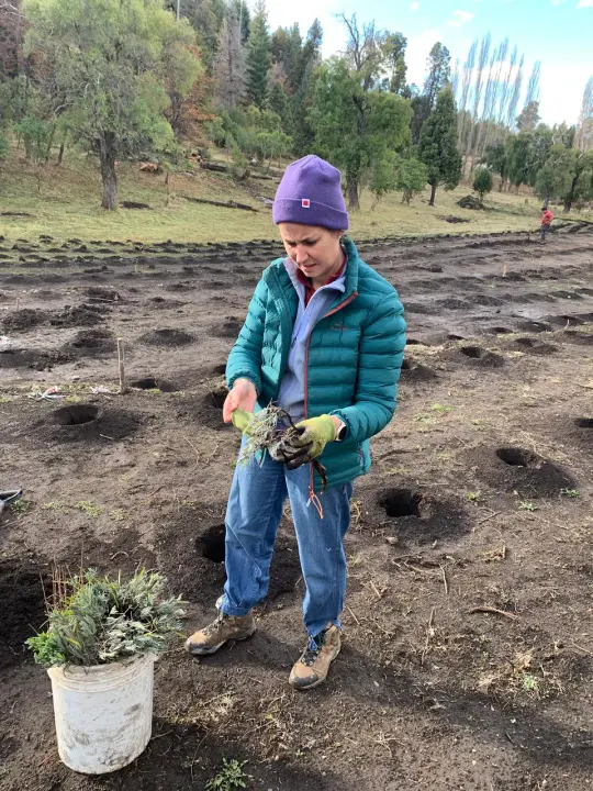 Plantar lavandas en la Patagonia
