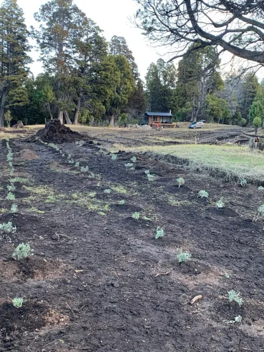 Plantar lavandas en la Patagonia