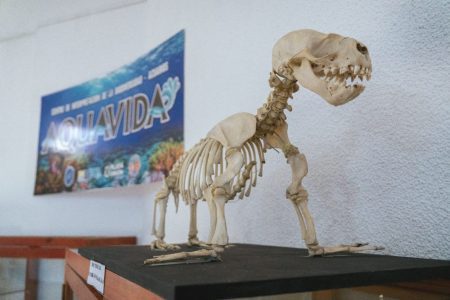 Disfrutá la muestra conjunta del Museo 1923 y Aquavida en Rawson, con historia y biodiversidad para toda la familia estas vacaciones.