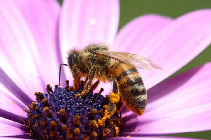 El veneno de abejas muestra potencial terapéutico en cáncer y otras enfermedades 