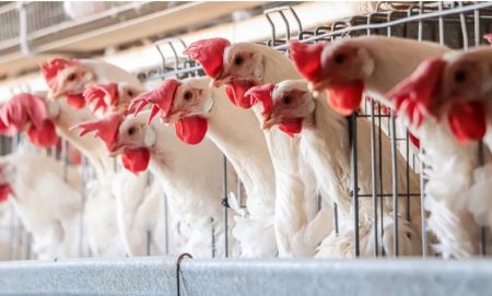 Argentina confirmó un el primer caso de gripe aviar en Los Toldos y suspendió todas las exportaciones aviares