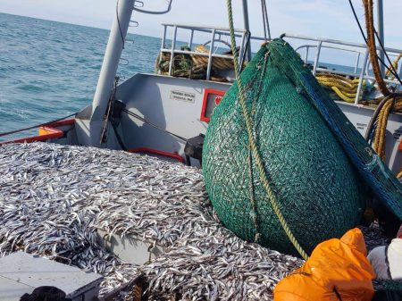 Arrancó con éxito la temporada de pesca de anchoíta en Chubut