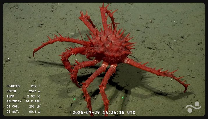 Cañón de Mar del Plata biodiversidad