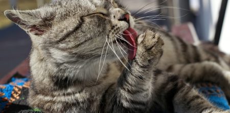 gato