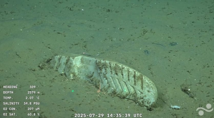 Ciencia y streaming: muestran en tiempo real la biodiversidad del Atlántico profundo