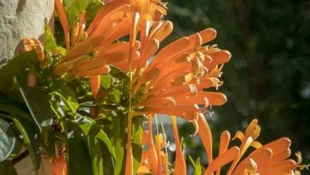 La planta trepadora de rápido crecimiento que florece todo el año