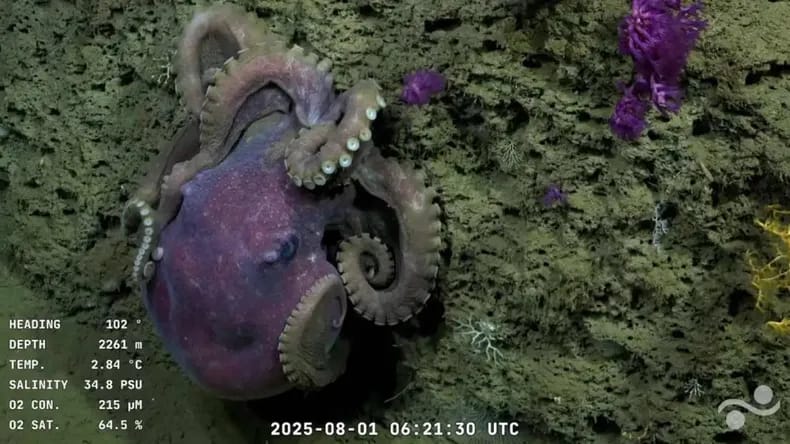 Ciencia y streaming: muestran en tiempo real la biodiversidad del Atlántico profundo