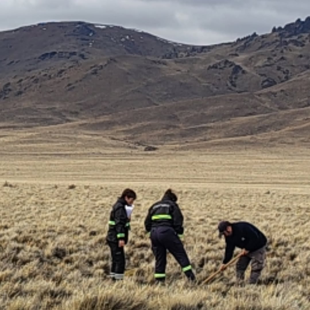 Detectan nacimientos masivos de tucura sapo en Chubut y prueban control con drones