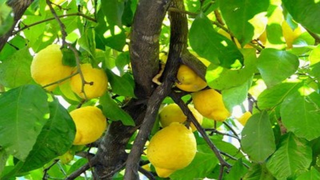 Exportaciones de frutas argentinas crecen 18% y consolidan al país