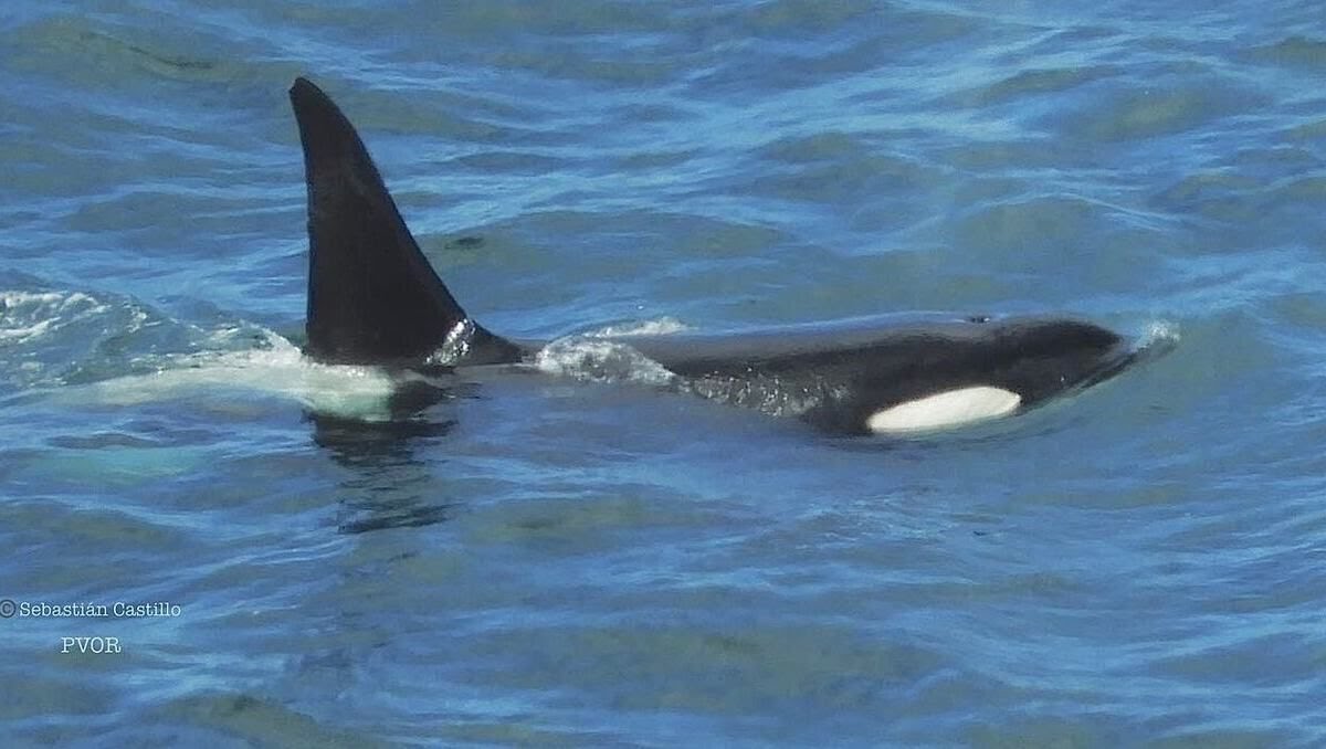Una orca solitaria sorprende y recorre la costa de Rada Tilly, Chubut