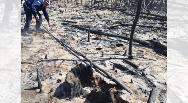 tronco donde se inicio el fuego