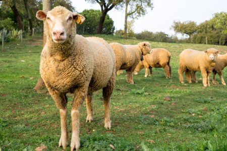 Empresas patagónicas del agro con temor por una medida del Gobierno