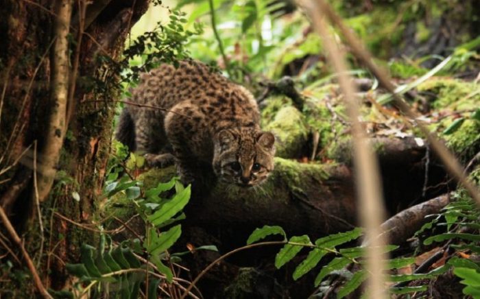 El felino más pequeño de América, en peligro de extinción