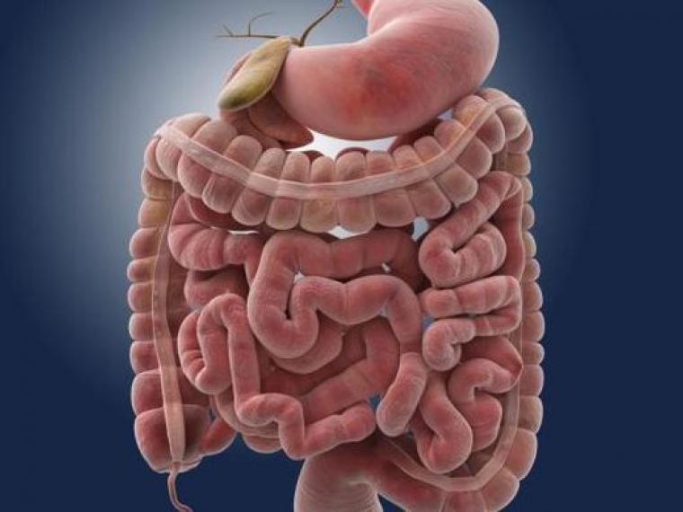 El estrés celular y la microbiota intestinal podrían fomentar el cáncer de colon