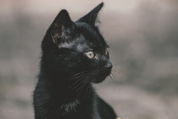 La razón por la que un pueblo de Nueva Zelanda quiere prohibir los gatos