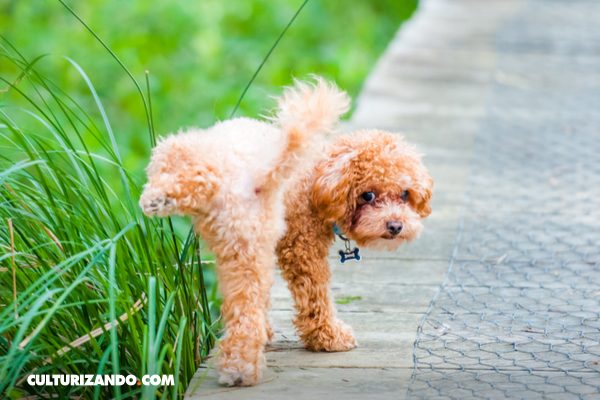 ¿Por qué los perros machos orinan con la pata levantada?