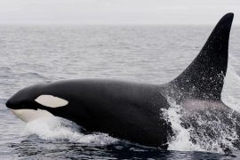 La menopausia de las orcas, explicada por un conflicto madre e hija