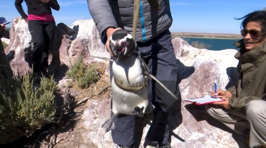 En la provincia de Santa Cruz nidifican 20 colonias de Pingüinos de Magallanes