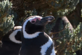 Científicos investigan al Pingüino de Magallanes, una especie amenazada por la crisis climática y la actividad pesquera