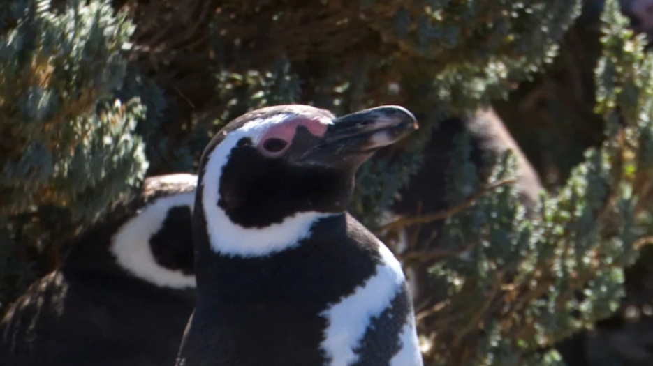 Científicos investigan al Pingüino de Magallanes, una especie amenazada por la crisis climática y la actividad pesquera