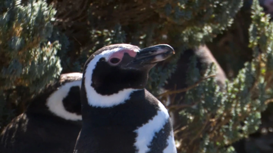 pinguino magallanes