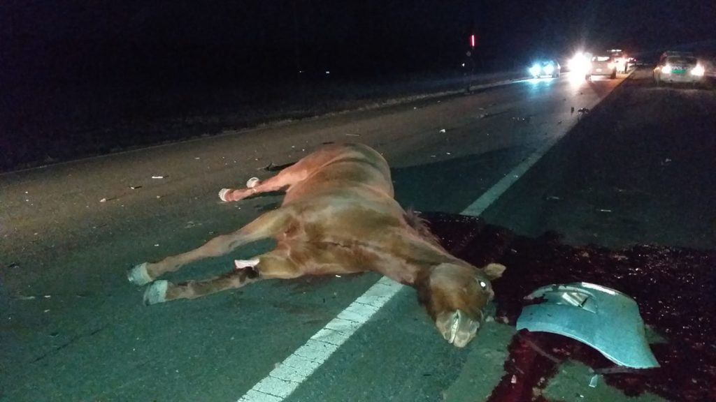 Otra vez un caballo causa un grave accidente en la cordillera