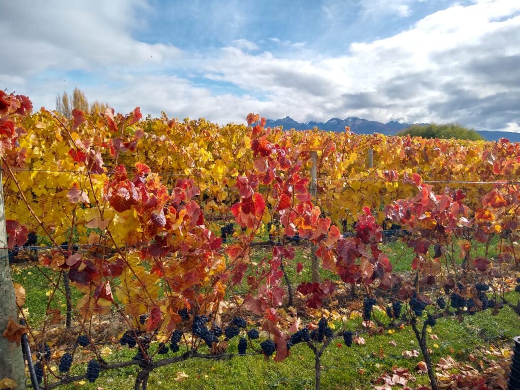 vitivinicultura