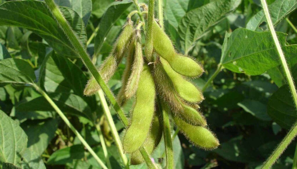 productos agrícolas