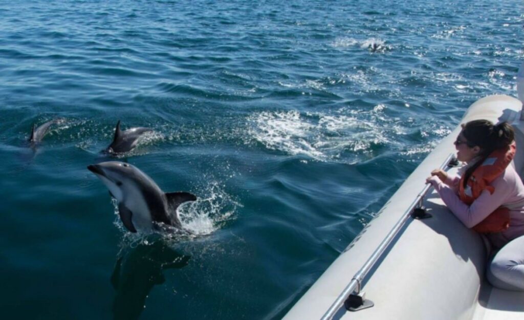 paseos delfines