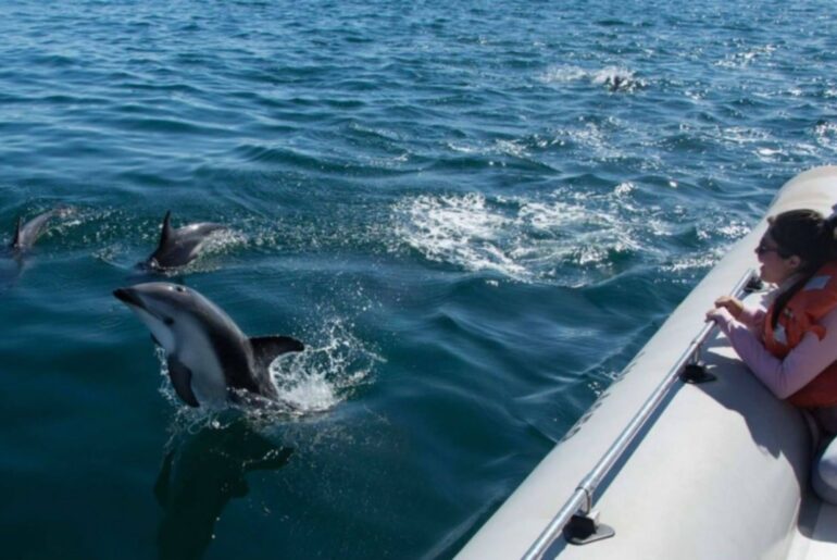 paseos delfines