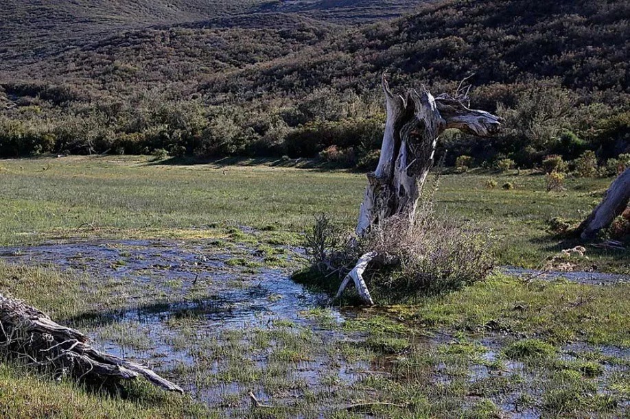 patagónicos