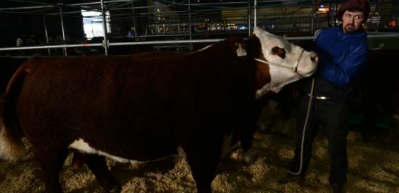 El productor patagónico que desafió 2000 km y un temporal de nieve para competir en la Rural de Buenos Aires