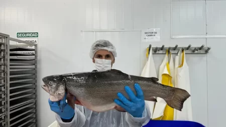 En efecto, cada semana unas 20 toneladas promedio de filete fresco de trucha parte en camión rumbo a Ezeiza.